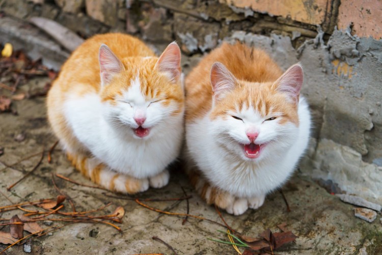 Кошка рыжая с белым