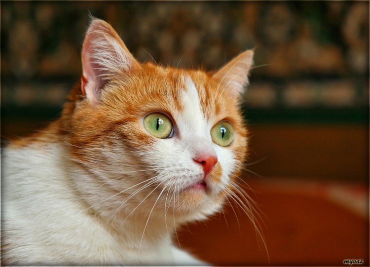 Котики рыжие с белым