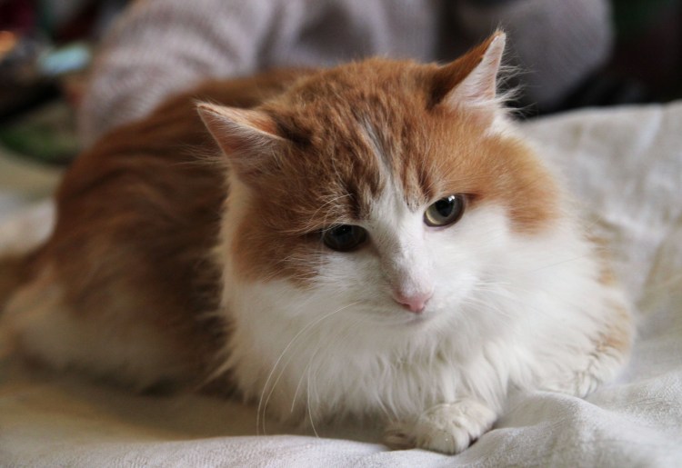 Кошка рыжая с белым