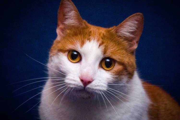 Европейская длинношерстная кошка рыжая