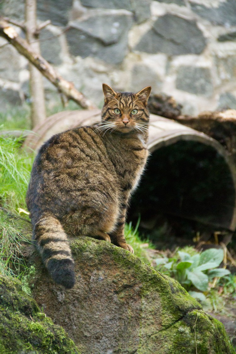 Европейский Лесной кот камышовый