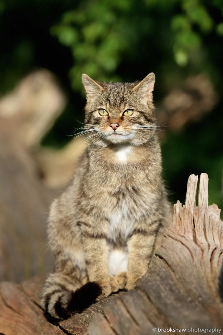 Норвежская длинношерстная Лесная кошка