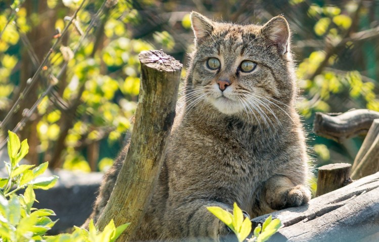 Сомалийская кошка в лесу