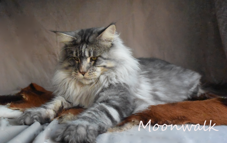 Мейн-кун черный мрамор на серебре с человеком