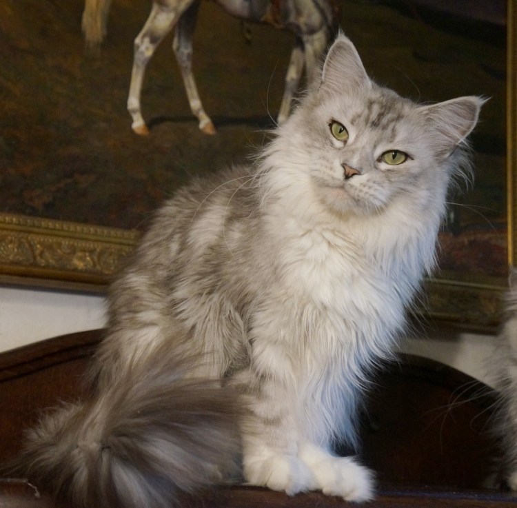 Мейн кун серебристый