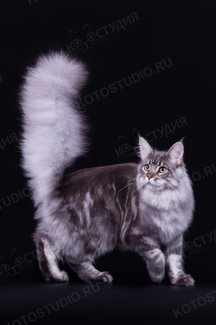 Мейн кун серебристый