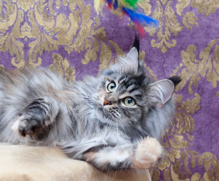 Мейн кун мраморный