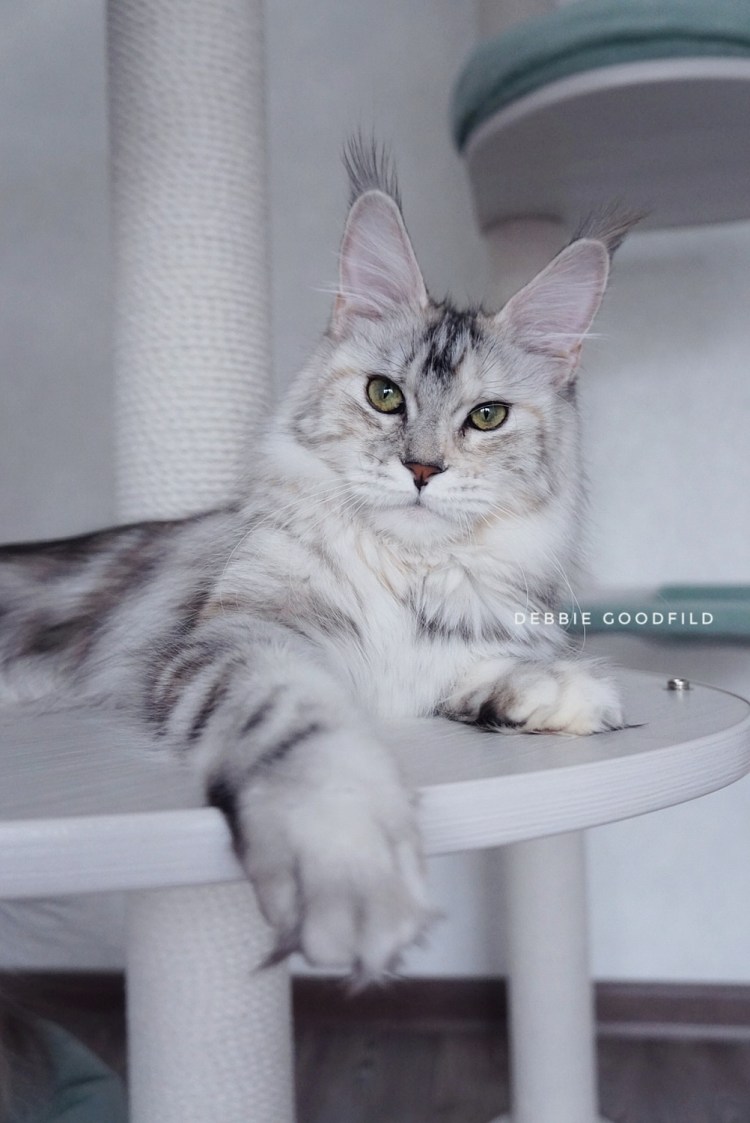 Мейн кун голубой мрамор взрослый кот