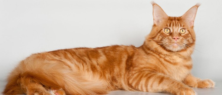 Мейн кун красный тигровый