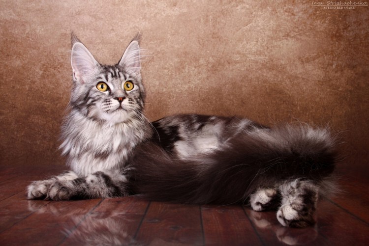 Мейкун красный серебристый мраморный