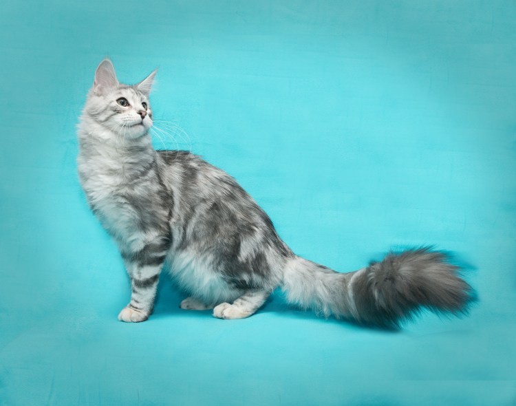 NS 22 окрас Мейн куна