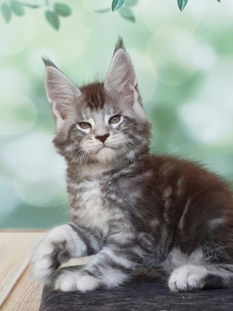 Мейн кун серебристый мрамор