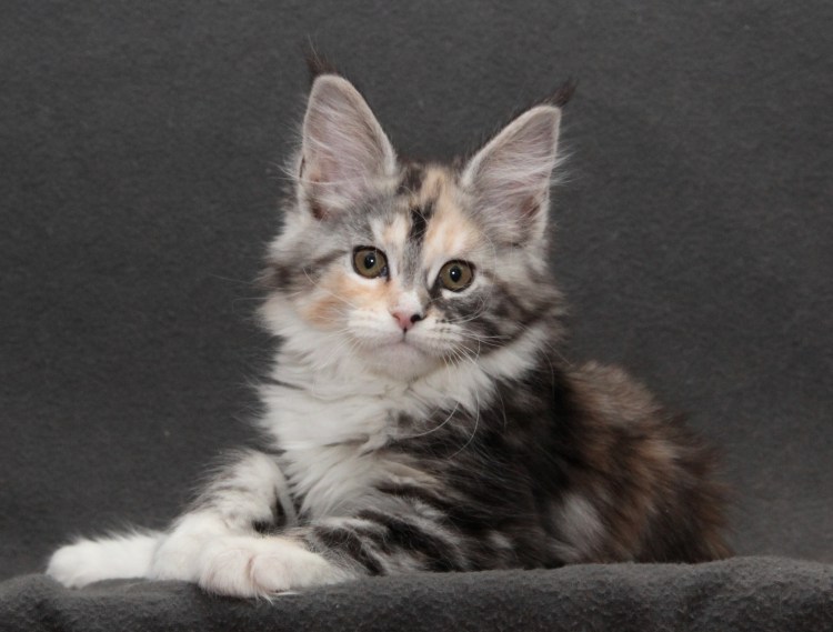 Мейн кун серебристый макрель