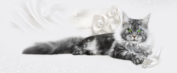 Мейн кун серебристый