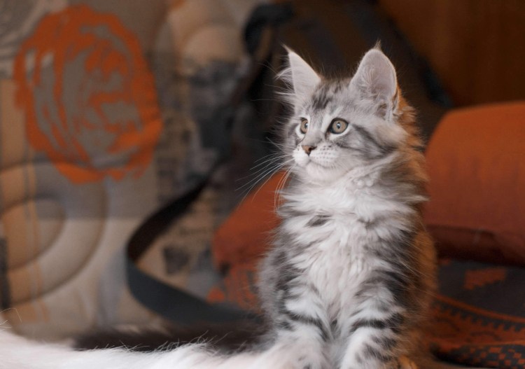 Котята Мейн кун мраморного окраса