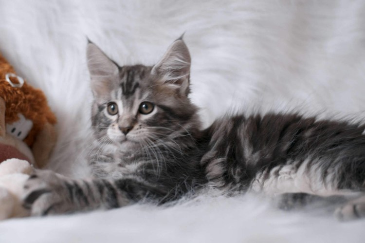 Мейн кун табби мраморный