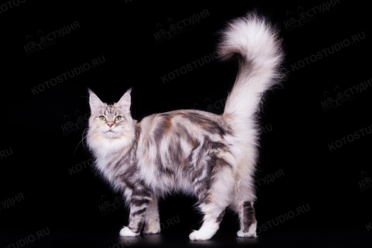 Красный мраморный Мейн кун