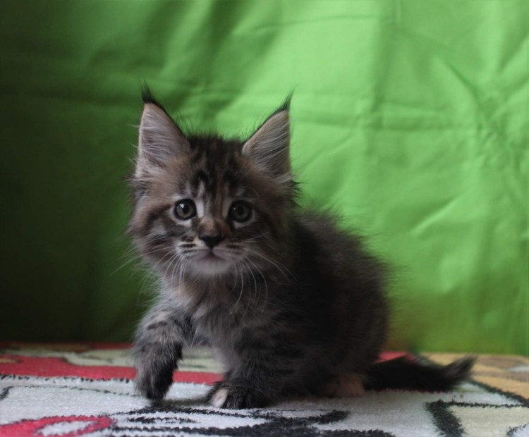 Кот метис Мейн куна