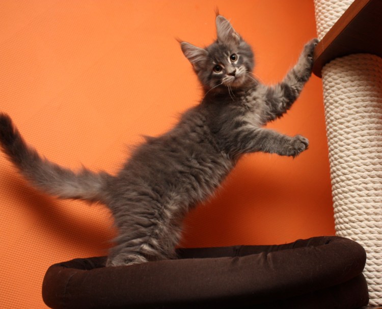 Мейн кун метис