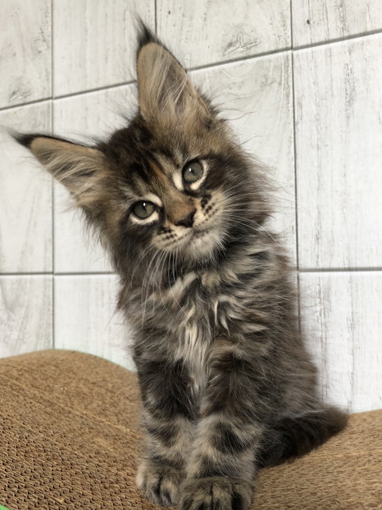 Сибирская кошка и Мейн кун метис