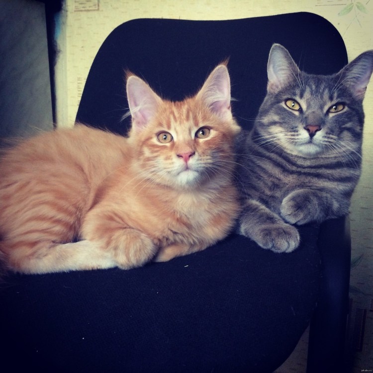 Мейн кун помесь