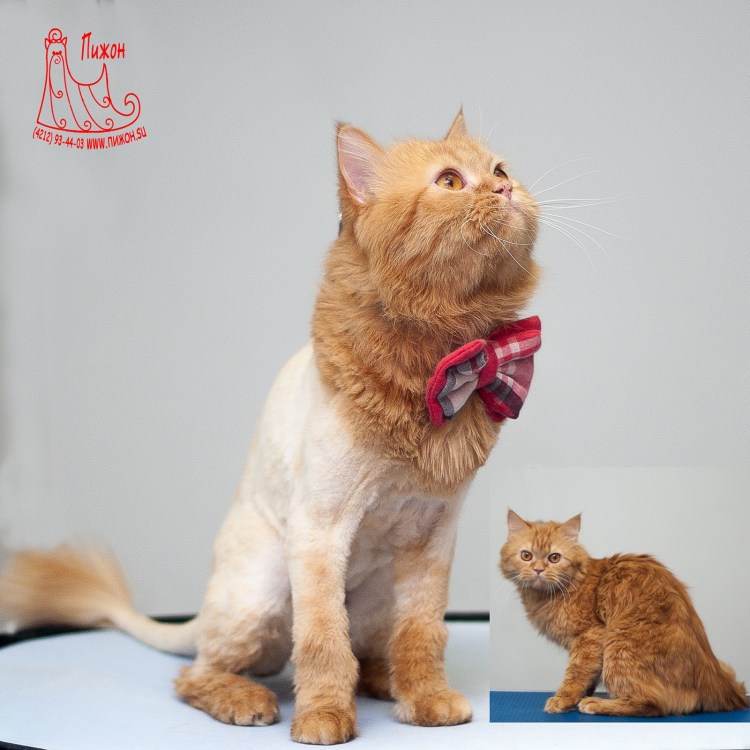 Необычные стрижки котов