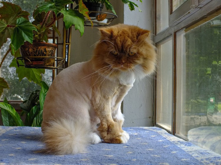 Мейн кун ds11