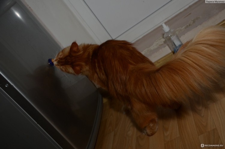 Стриженный Мейн кун