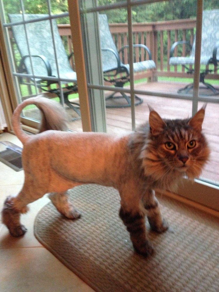 Стрижка Мейн куна