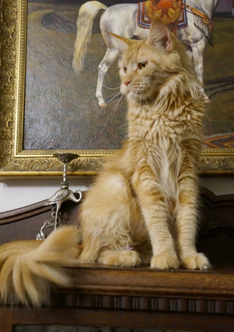 Груминг кошек