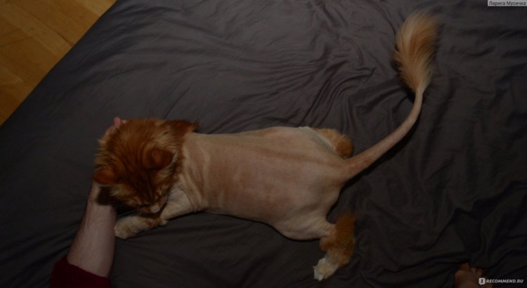 Стрижка Мейн куна