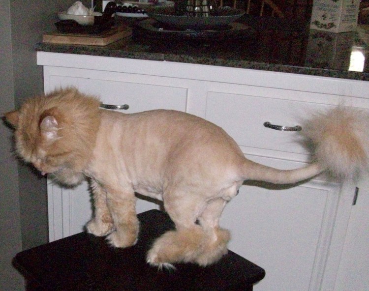 Стрижка Лев для кошки