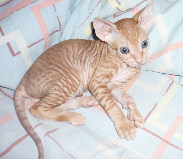 Корниш рекс