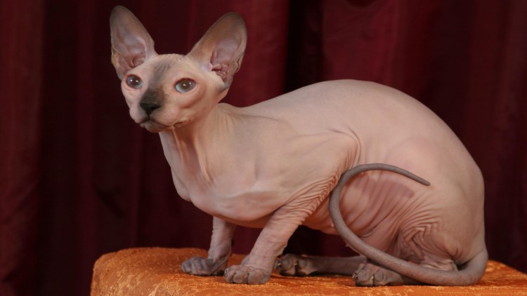 Велюровый сфинкс