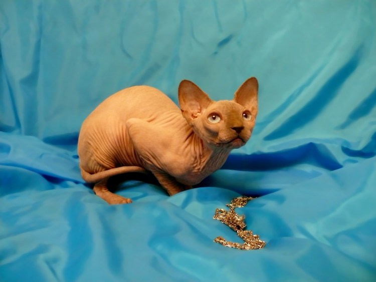 Канадский сфинкс рыжий