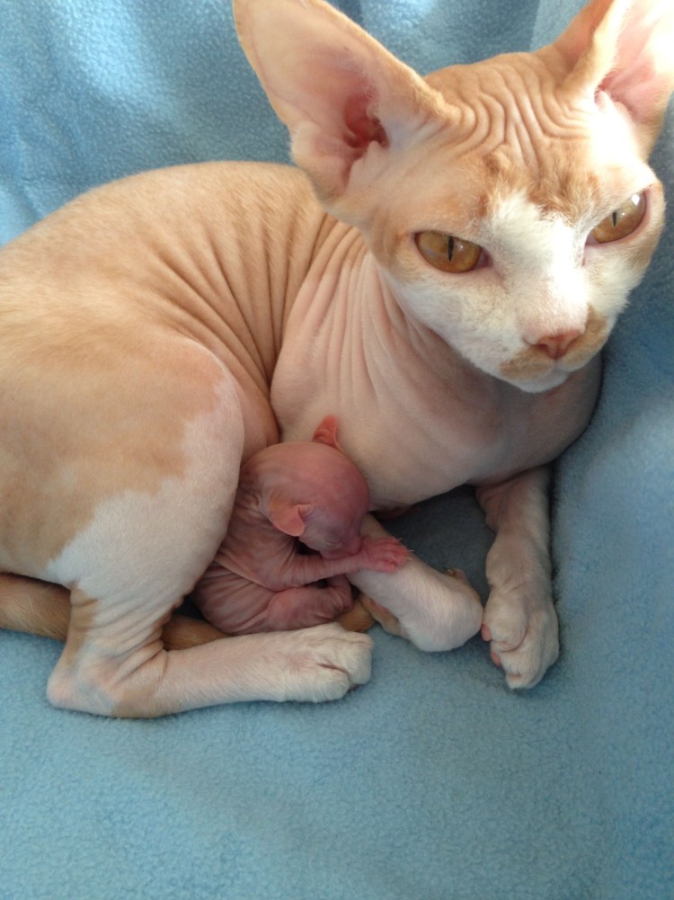 Сфинкс канадский браш рыжий