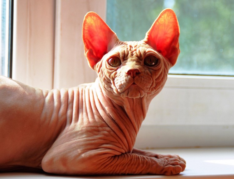 Канадский сфинкс рыжий