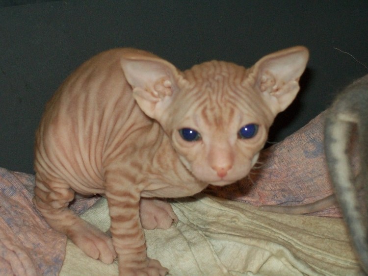 Донской сфинкс рыжий