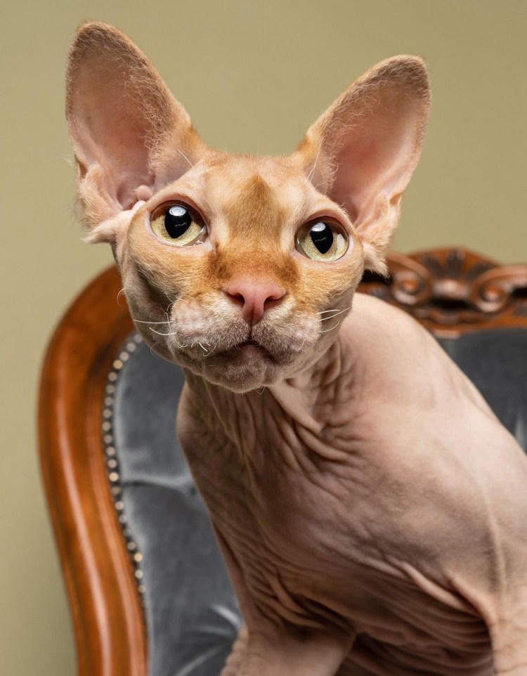 Донской сфинкс велюр браш рыжий