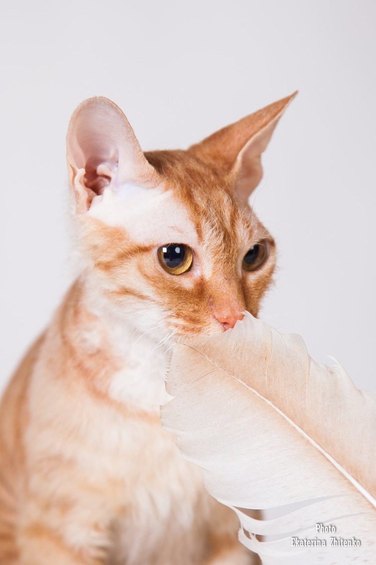 Сфинкс брашка