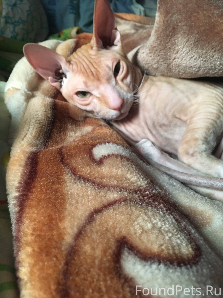 Канадский сфинкс красный табби
