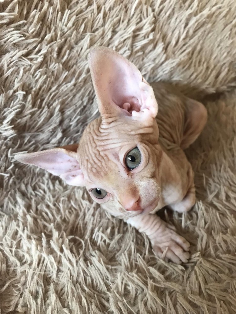 Кот сфинкс рыжий