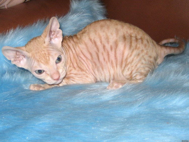 Девон рекс кошка