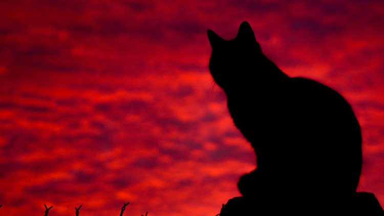 Кошка на закат черный