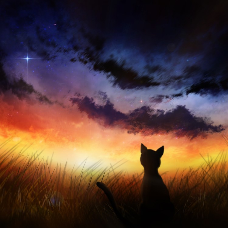 Кот на закате