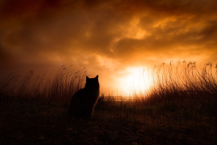 Кошка на рассвете