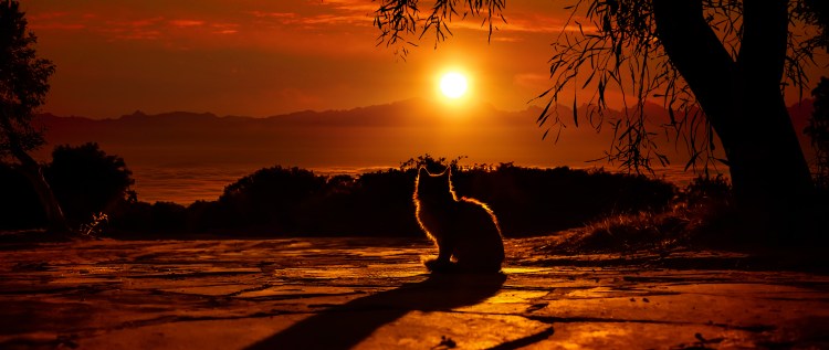 Кот на закате