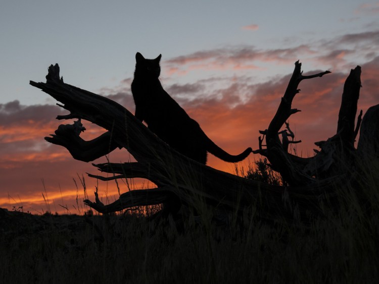 Кот одиночка