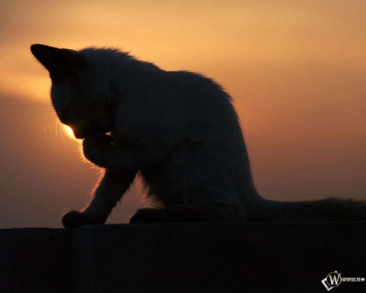 Кот на закате