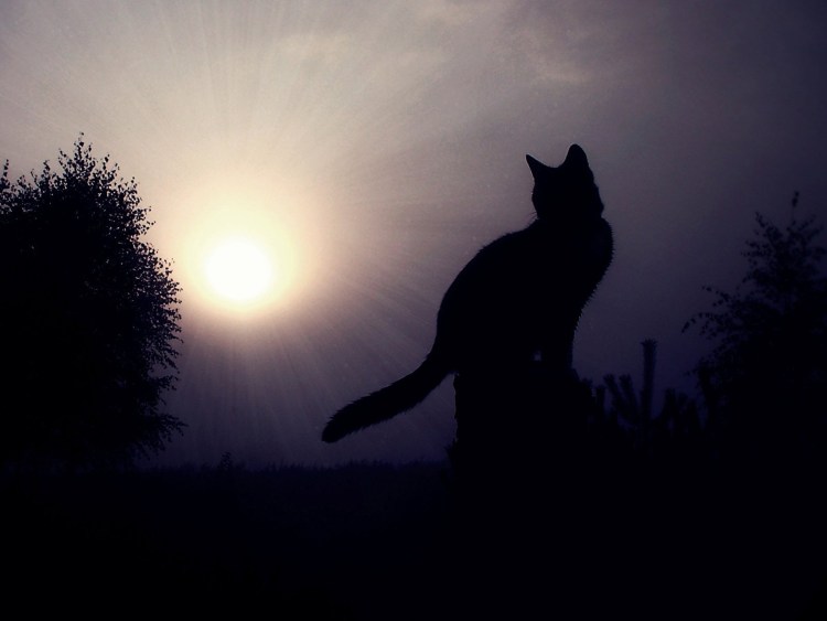 Кошка на закате